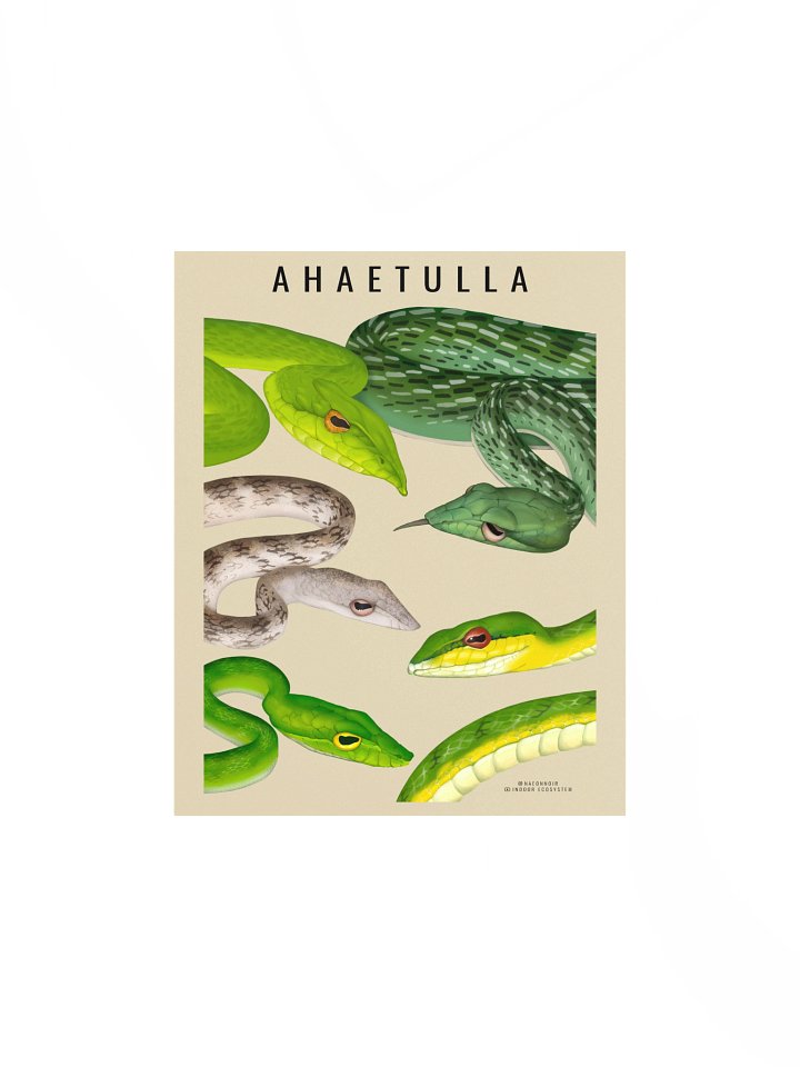 AHAETULLA VINE SNAKE POSTERS (CREAM) product image (1)