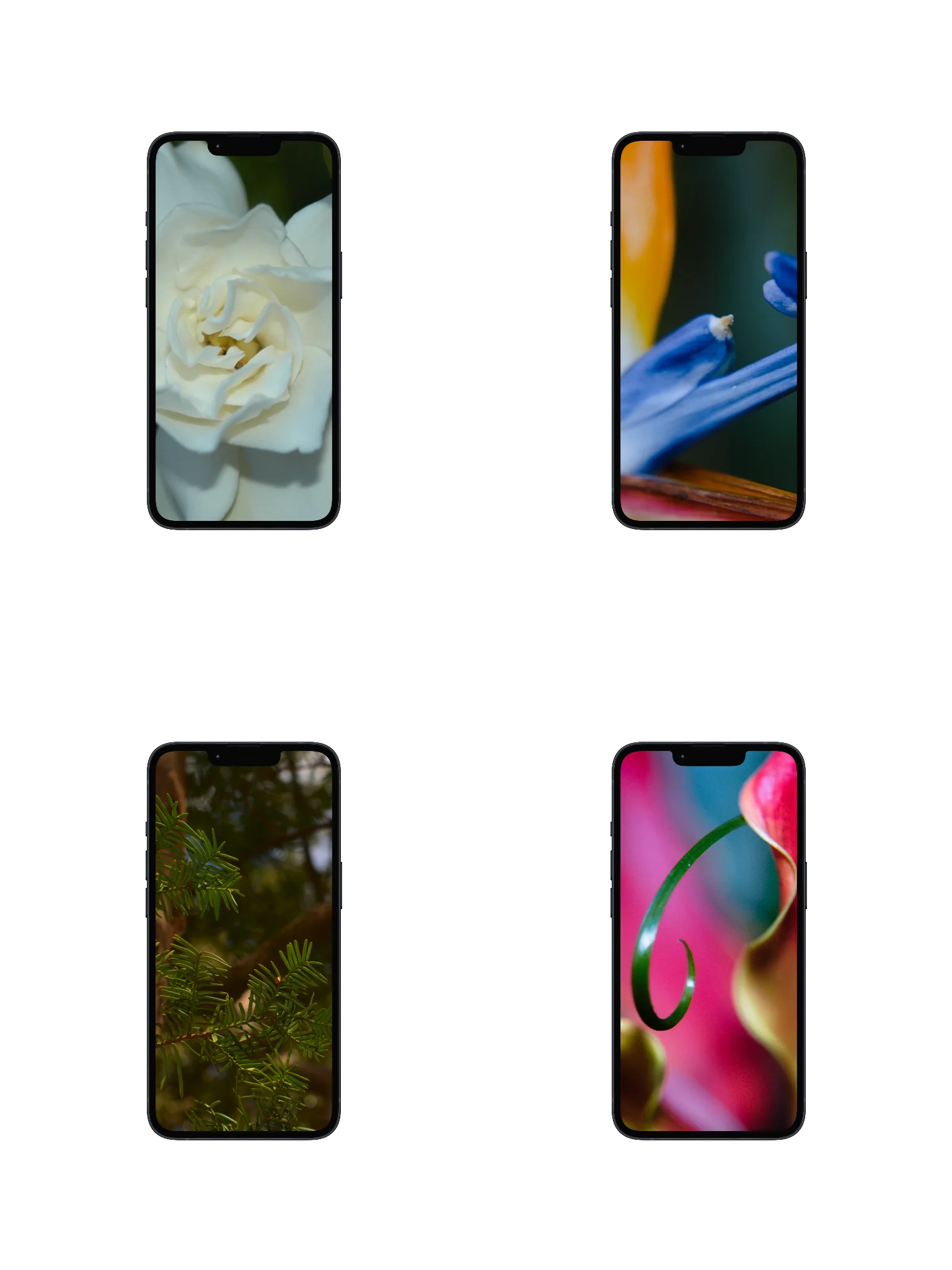 the beyond the thicket digital wallpaper collection product image (1)