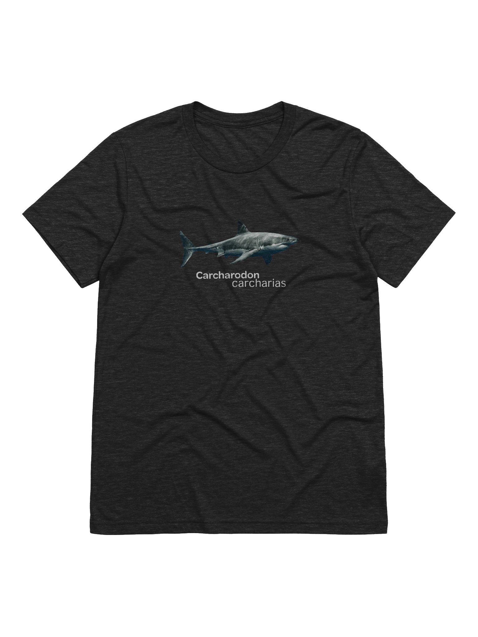 Carcharodon carcharias. product image (1)