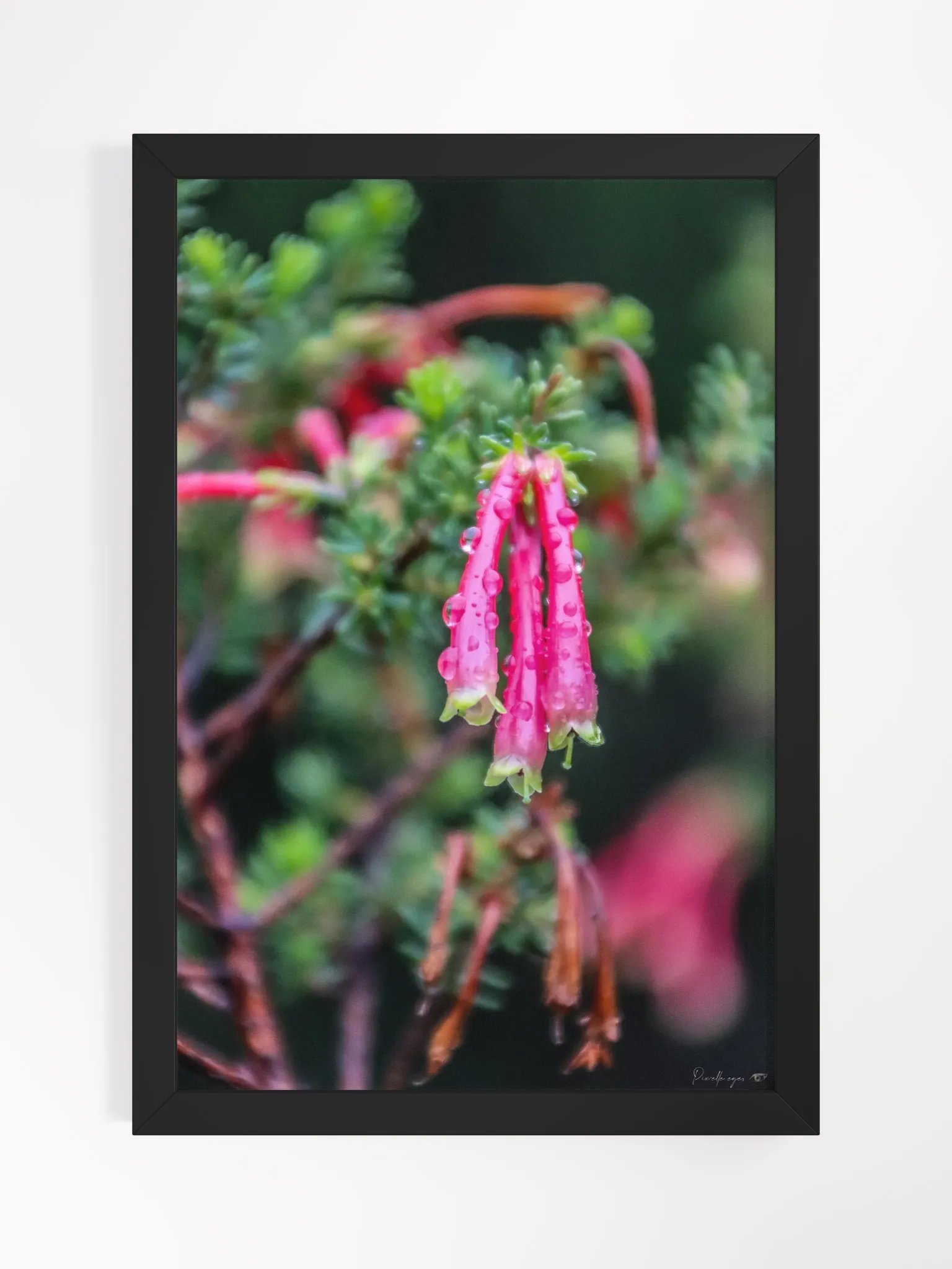 Print Fine Art - Velvet Ember 🌿 product image (2)