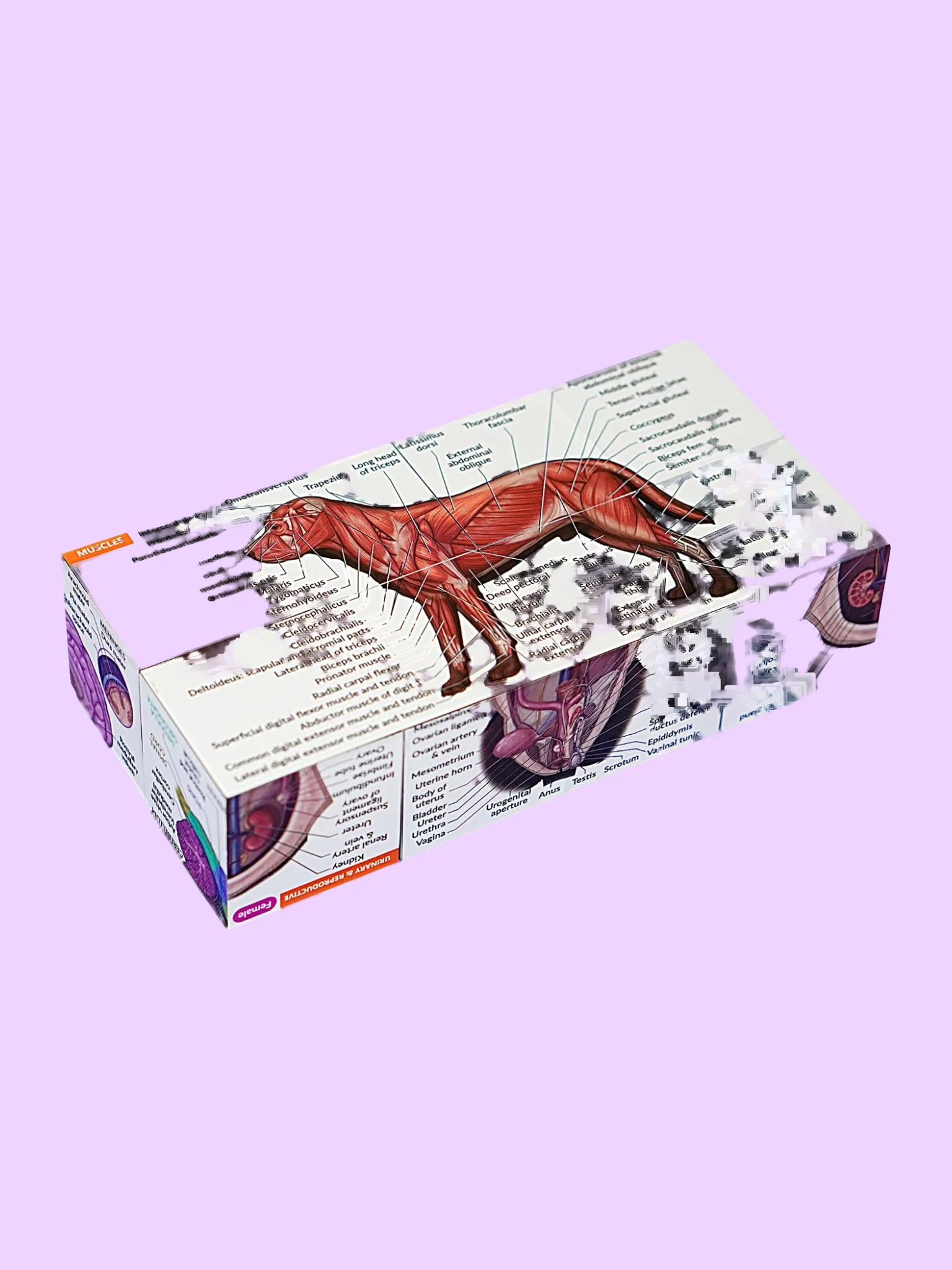 Canine Anatomy Study Cube (Foldable 3D Dog Model) product image (1)