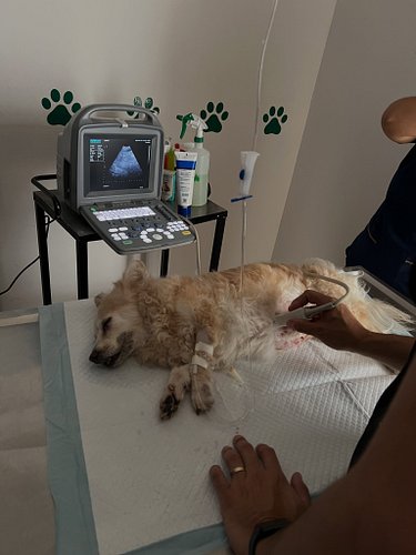 We are at the vet with Roxy. Getting bloodwork done, getting ultrasound and whatever else she needs. 

She is getting IV flui...