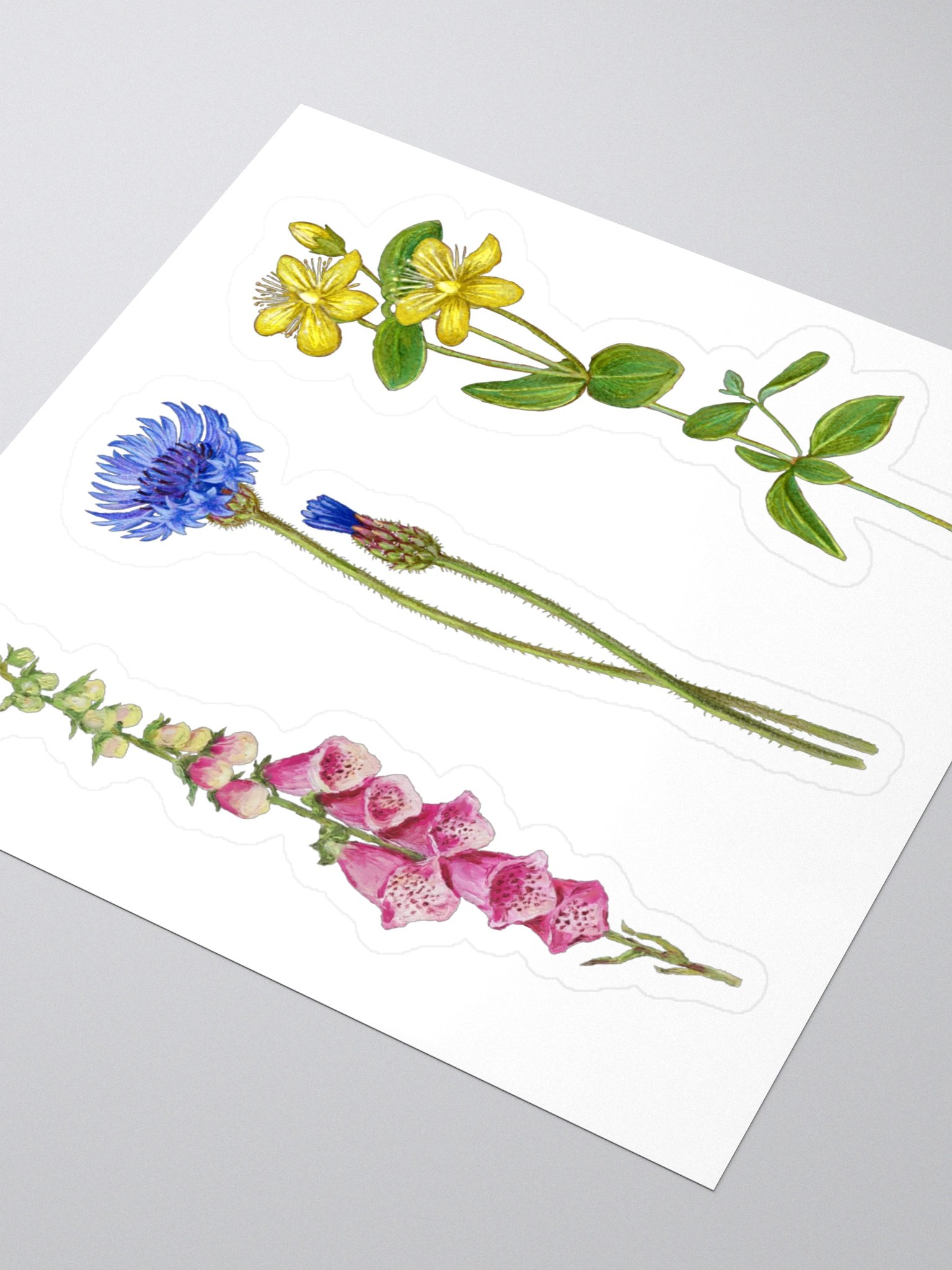 Botanical illustrations stickers product image (2)