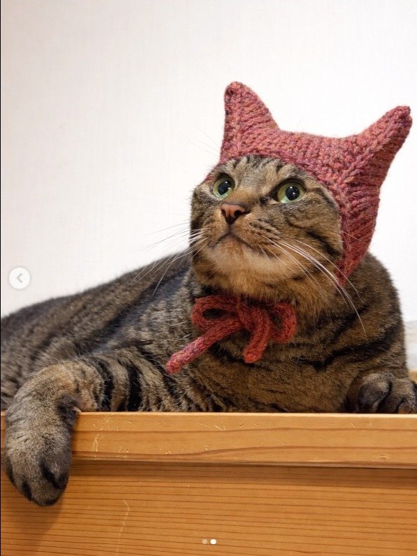 Knit Kitty Toy Hat Pattern product image (9)