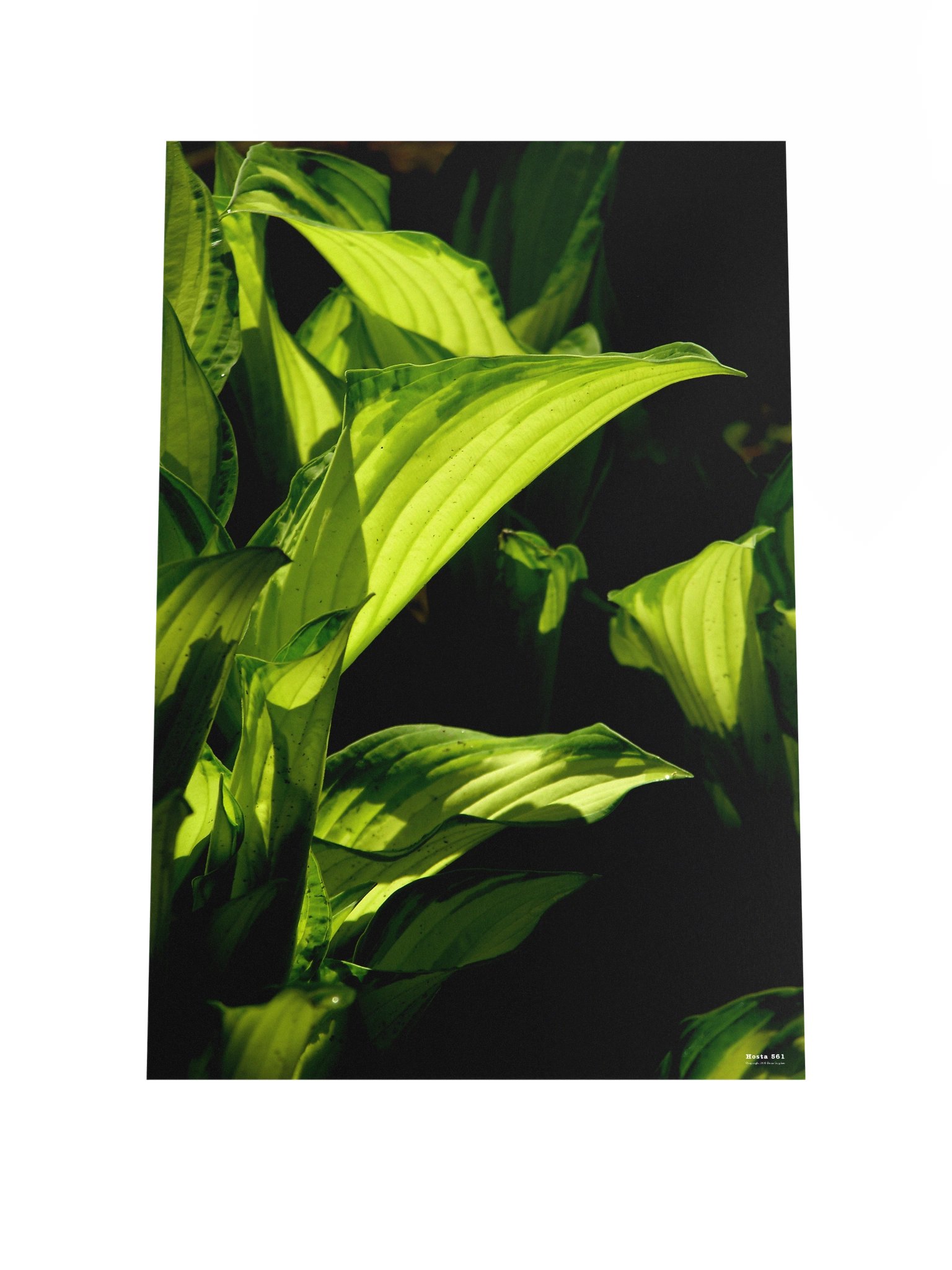 Hosta 561 Poster product image (2)
