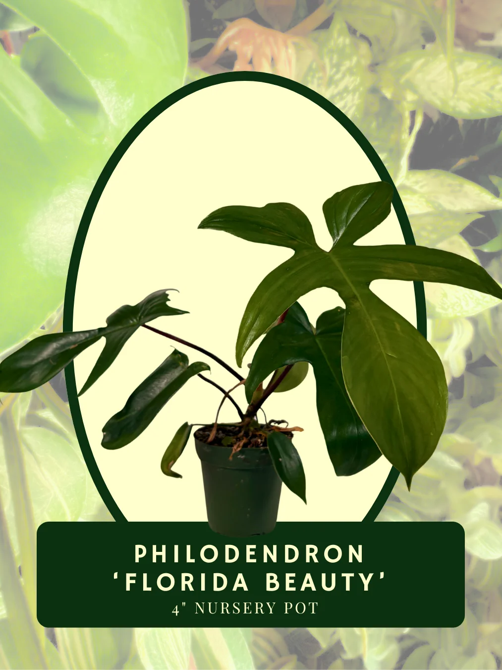 Philodendron Florida Beauty product image (1)