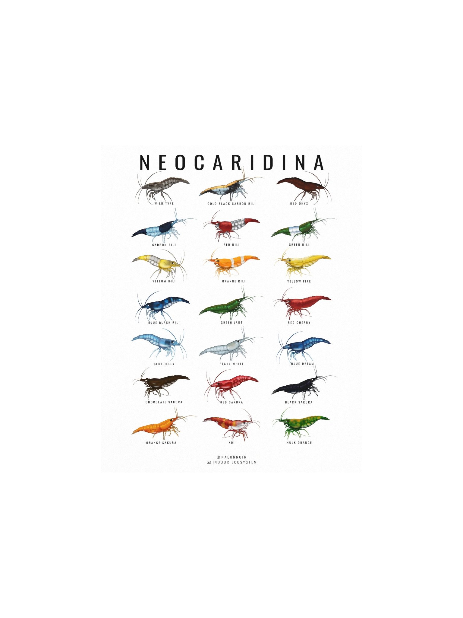 NEOCARIDINA SHRIMP POSTER (WHITE) product image (1)