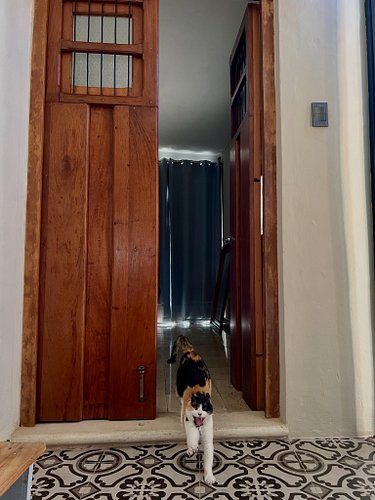 Catty is ready for the week after her adventure in Merida over the weekend. 

Have a great week!