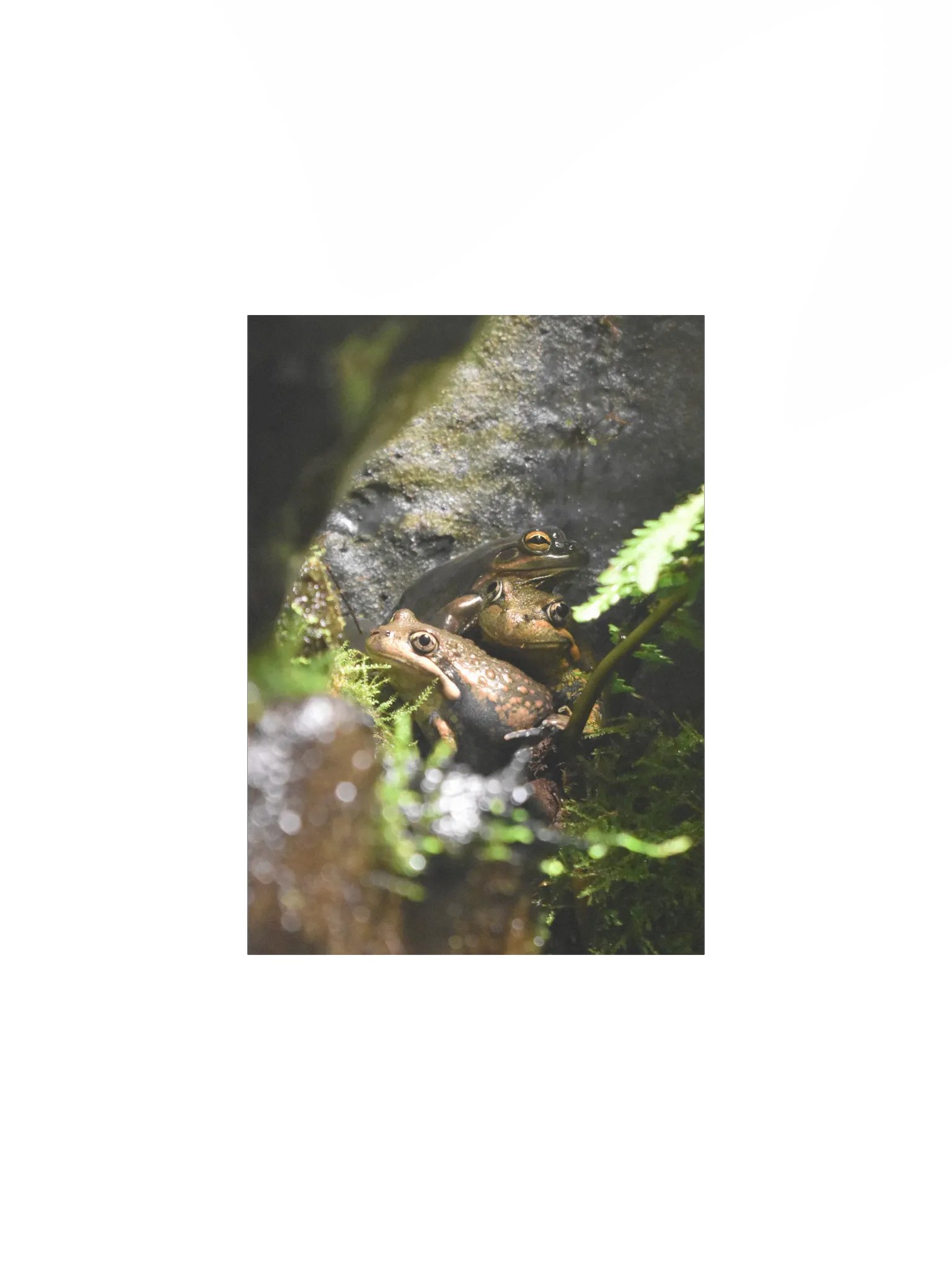 Frogs product image (1)