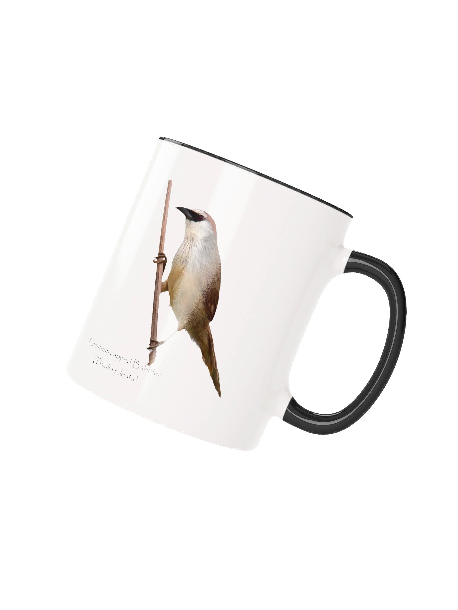 Chestnut-capped Babbler product image (11)