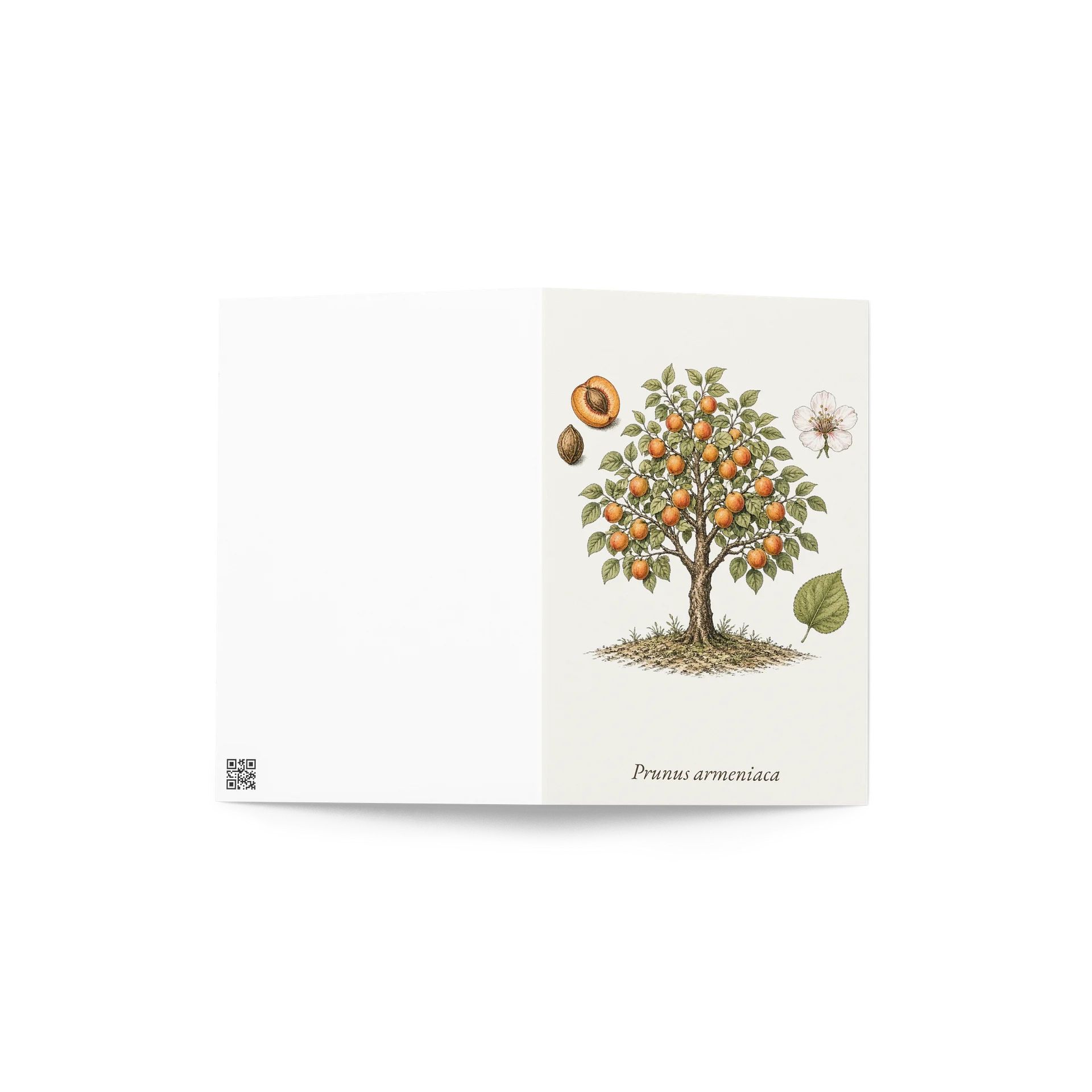 Vintage Botanical Apricot Greeting Card product image (4)
