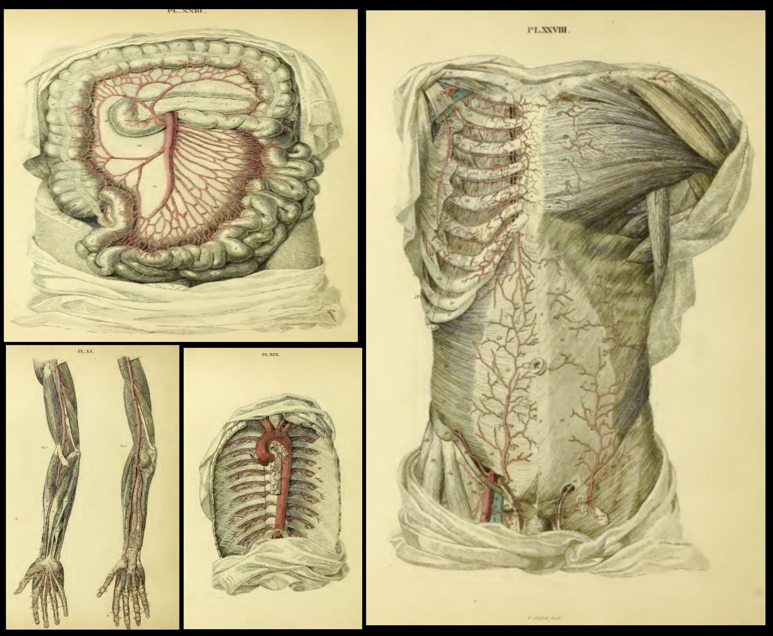 140 Rare Pathology Books product image (6)