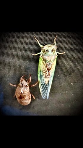 Listening to cicadas sing along to sets at the Over Yonder stage was so soothing, even in the heat. Then I saw this lil guy o...