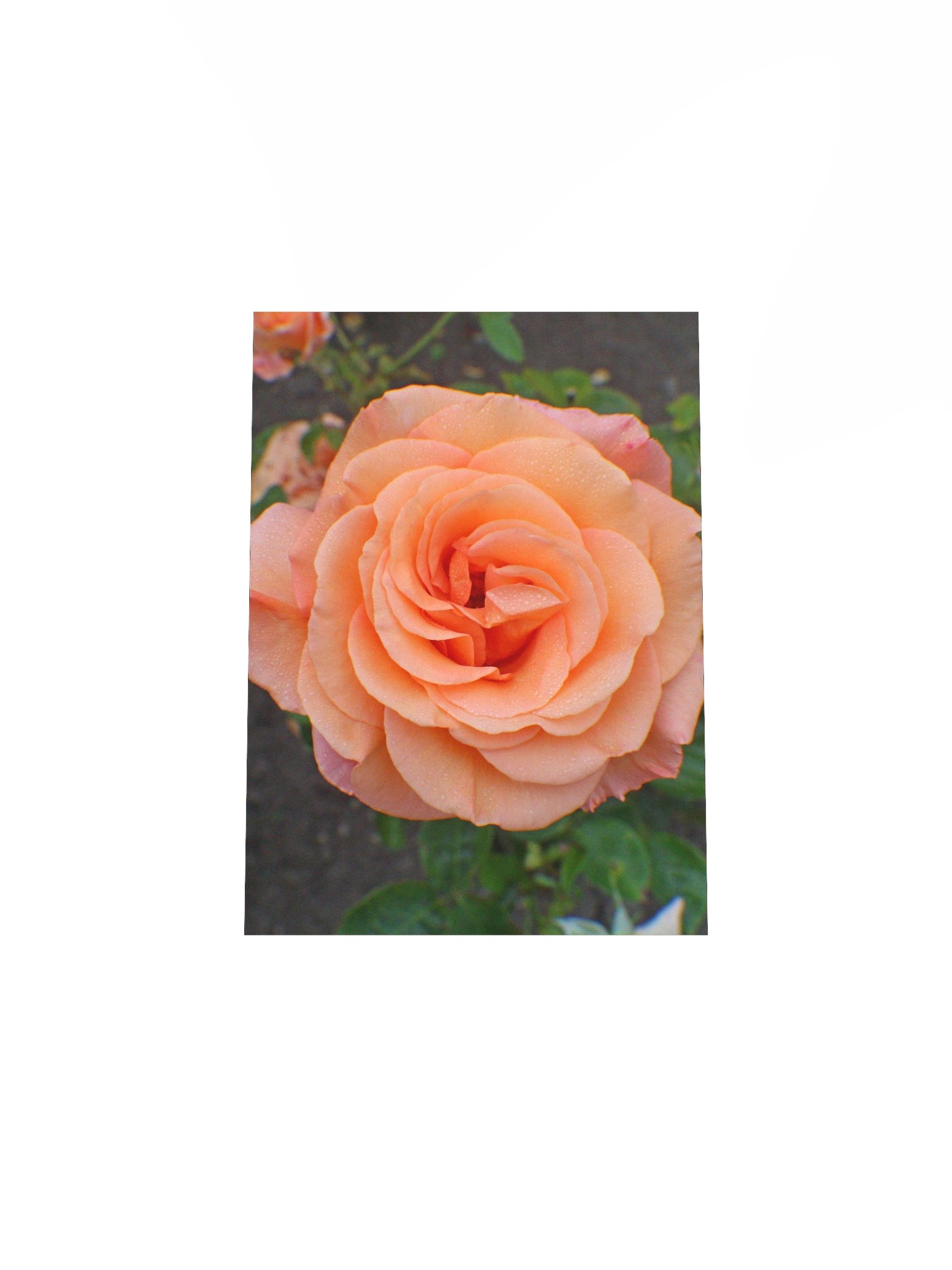A Single Orange Flower product image (28)