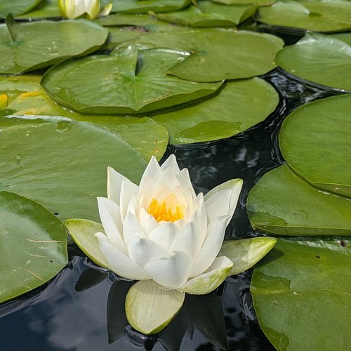 Summer of abundance and gratitude ☀️🌷🌳💛