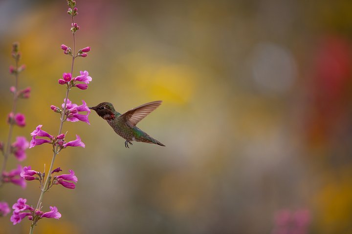 Print - Anna's Hummingbird product image (13)
