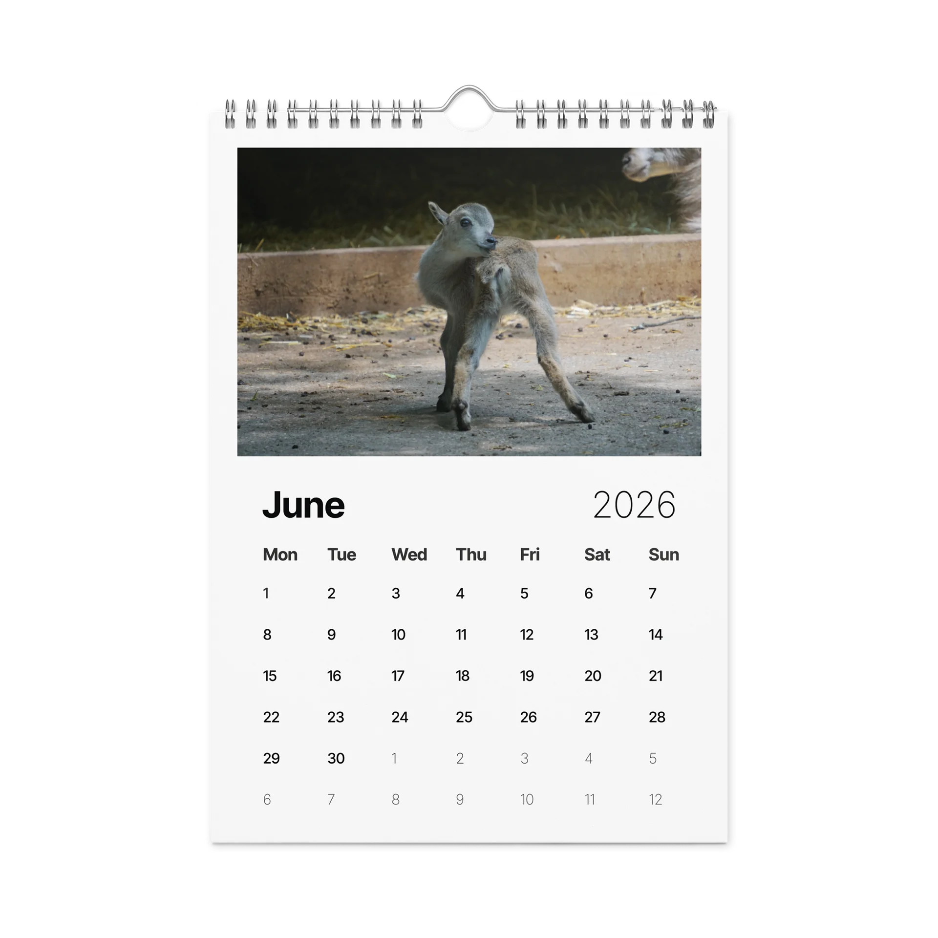 One Year, Twelve Animals: ESE 2026 Wall Calendar product image (8)