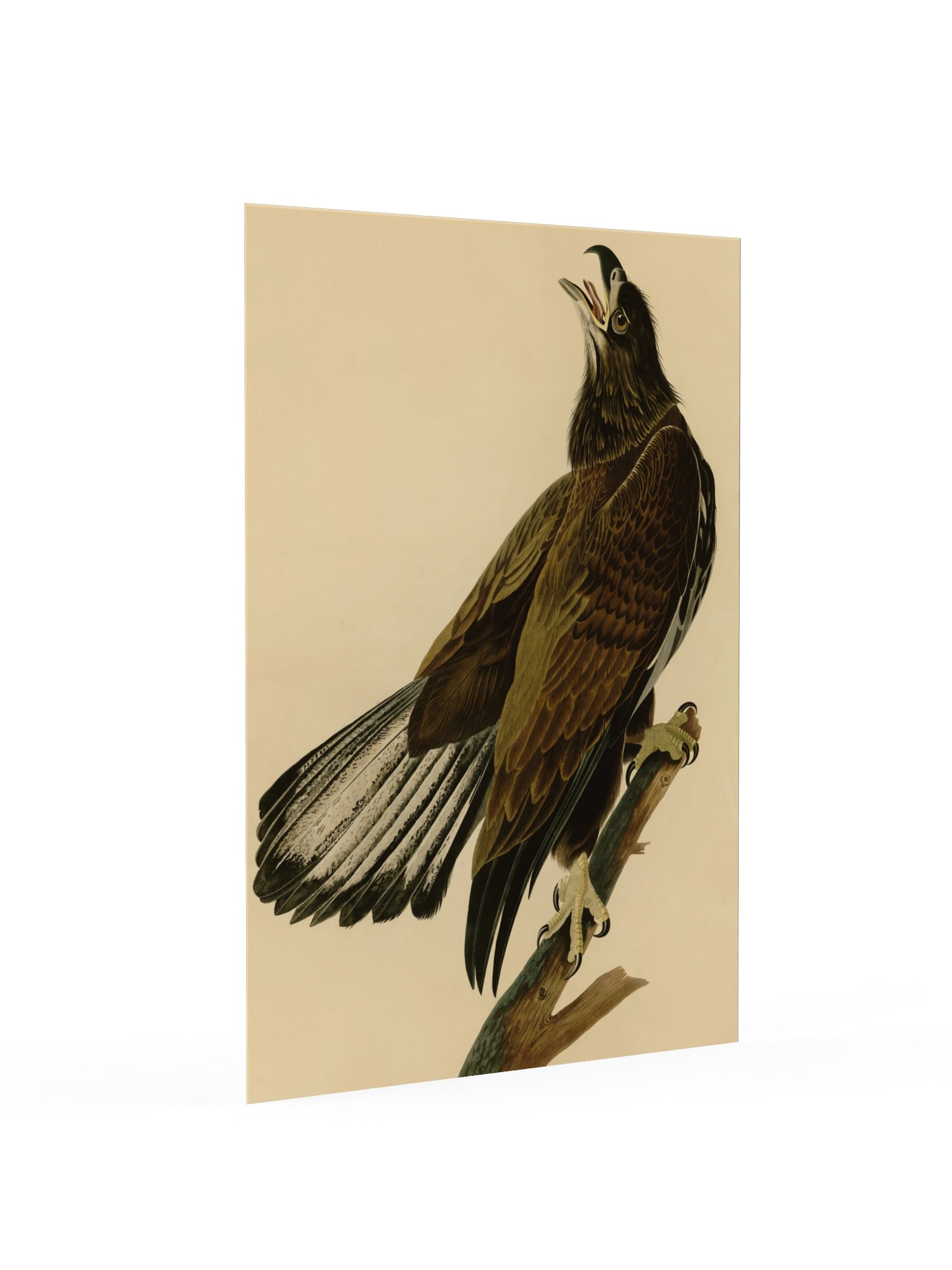 White-headed Eagle, Plate 126 – Audubon Poster product image (2)