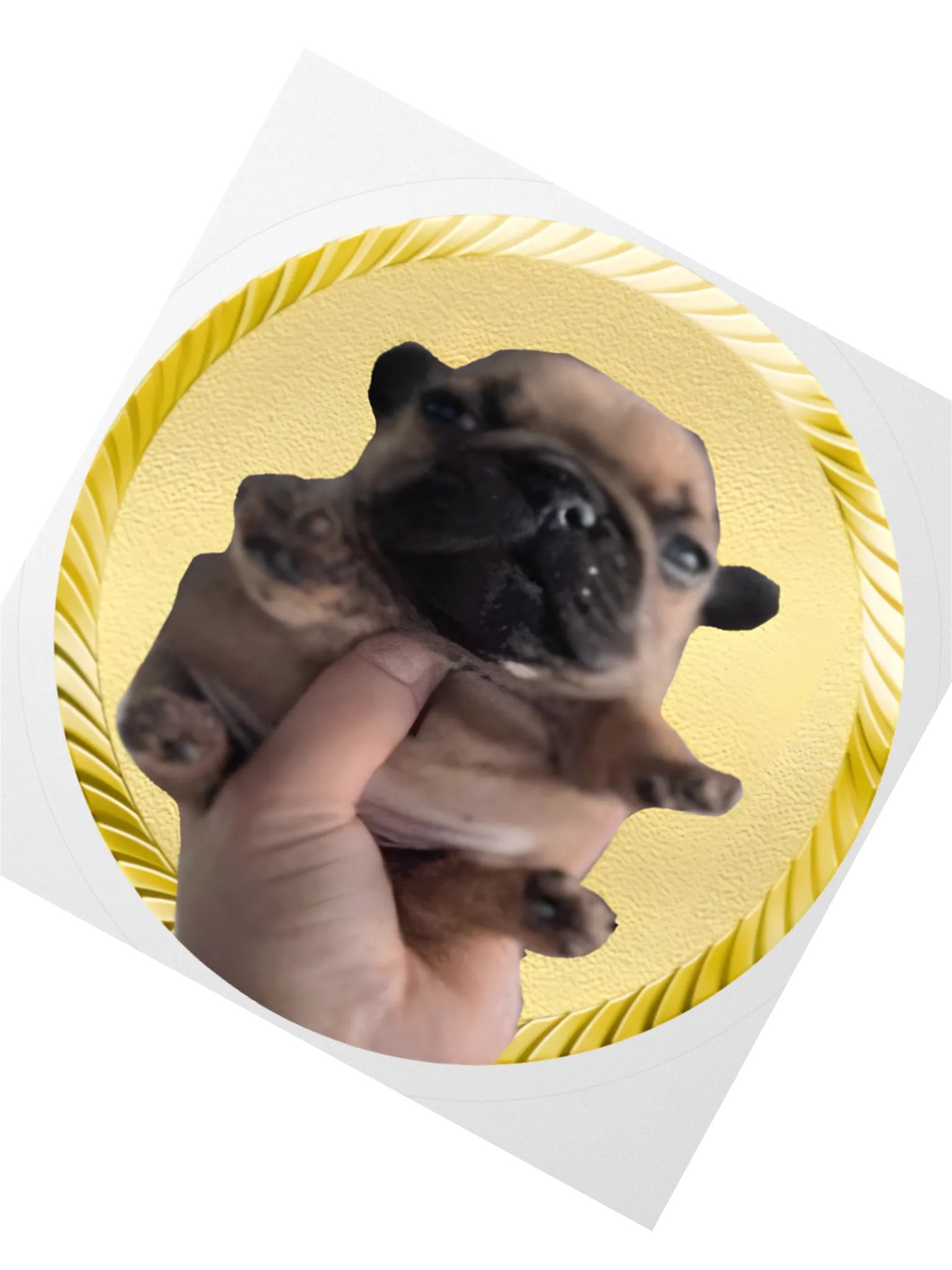 the dog STICKERS! product image (8)