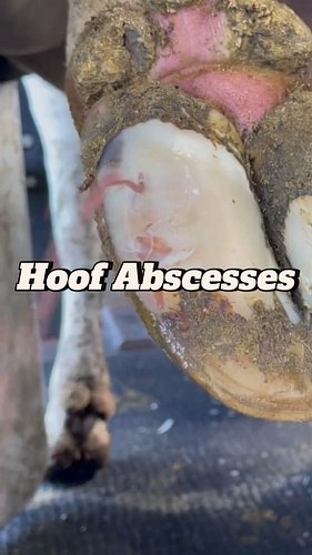Hoof Abscesses 😷
Get your practice kits and merch from vetventures-shop.fourthwall.com
#medicalinstagram #veterinariansofinst...