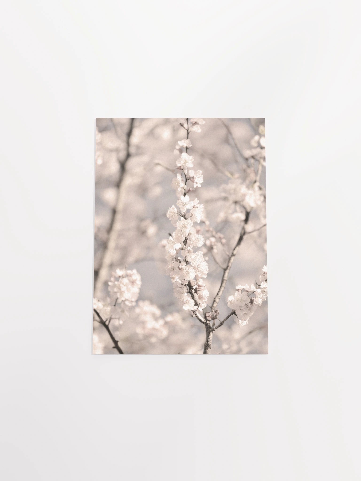 Sakura - Enhanced Matte Paper Poster product image (14)