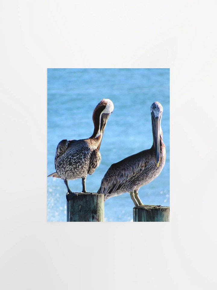 Pelicans product image (8)