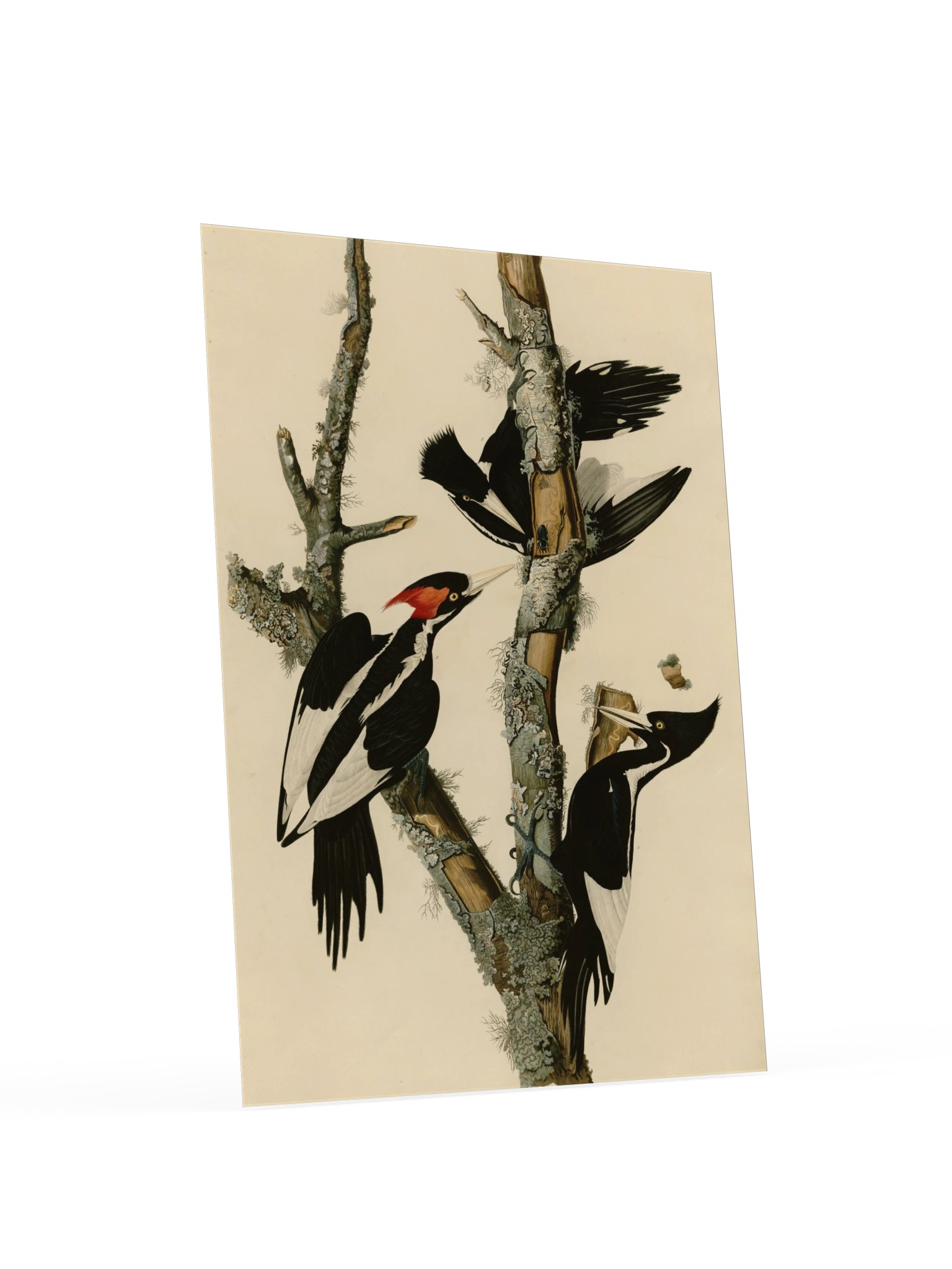 Ivory-billed Woodpecker, Plate 66 – Audubon Poster product image (4)