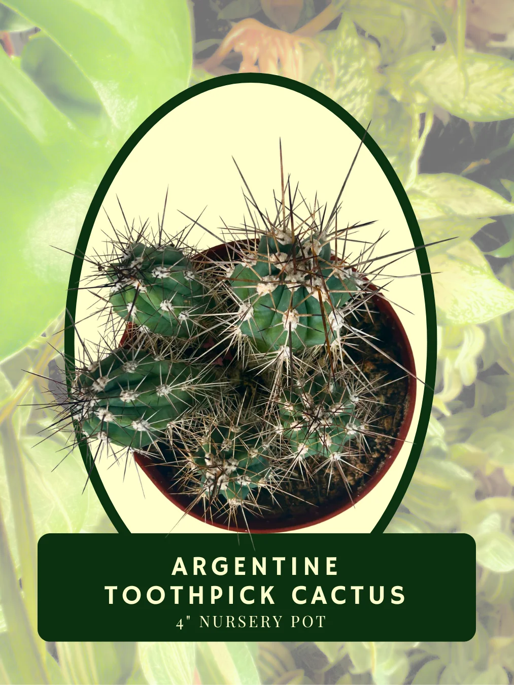 Argentine Toothpick Cactus product image (2)