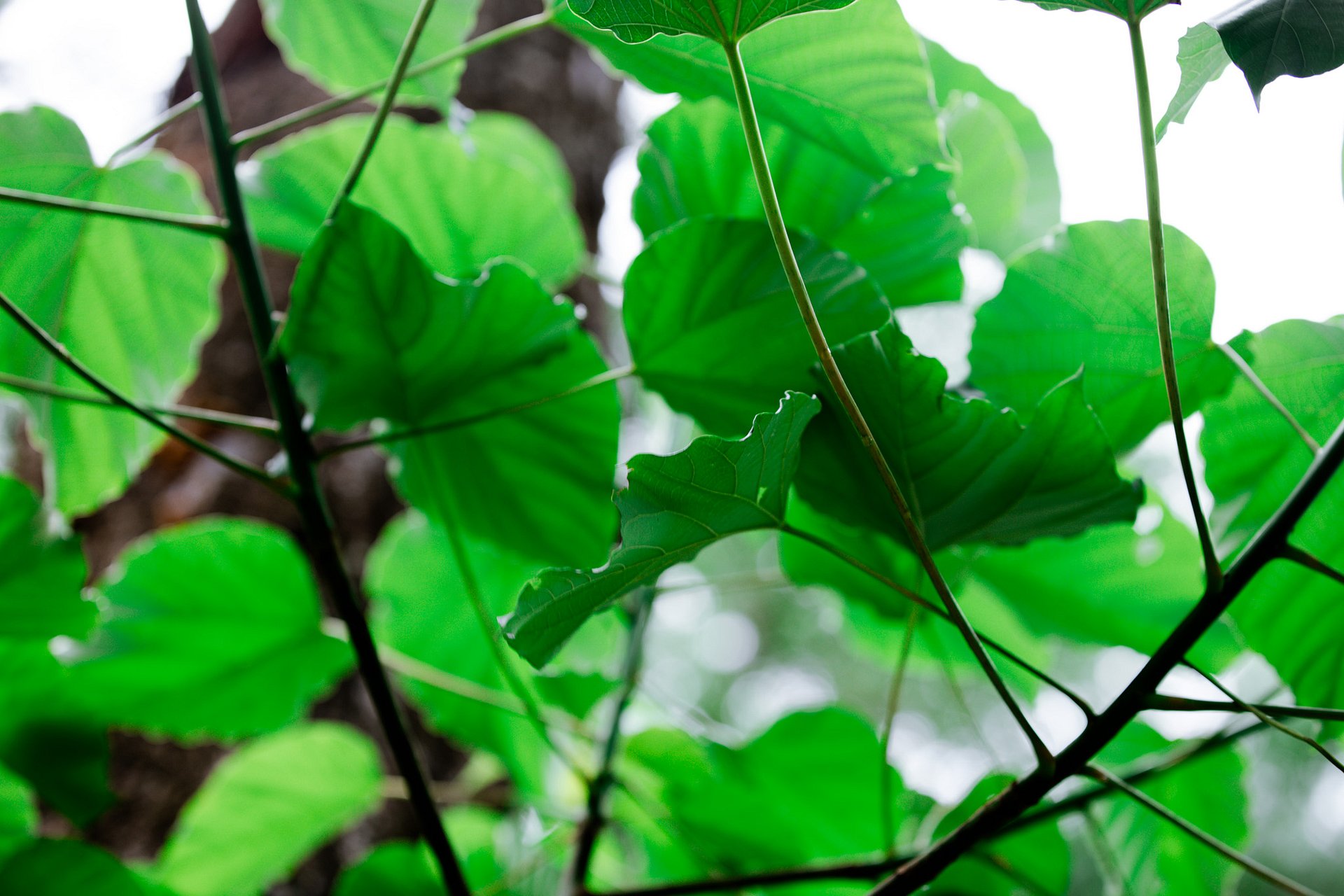Natures Veins product image (1)