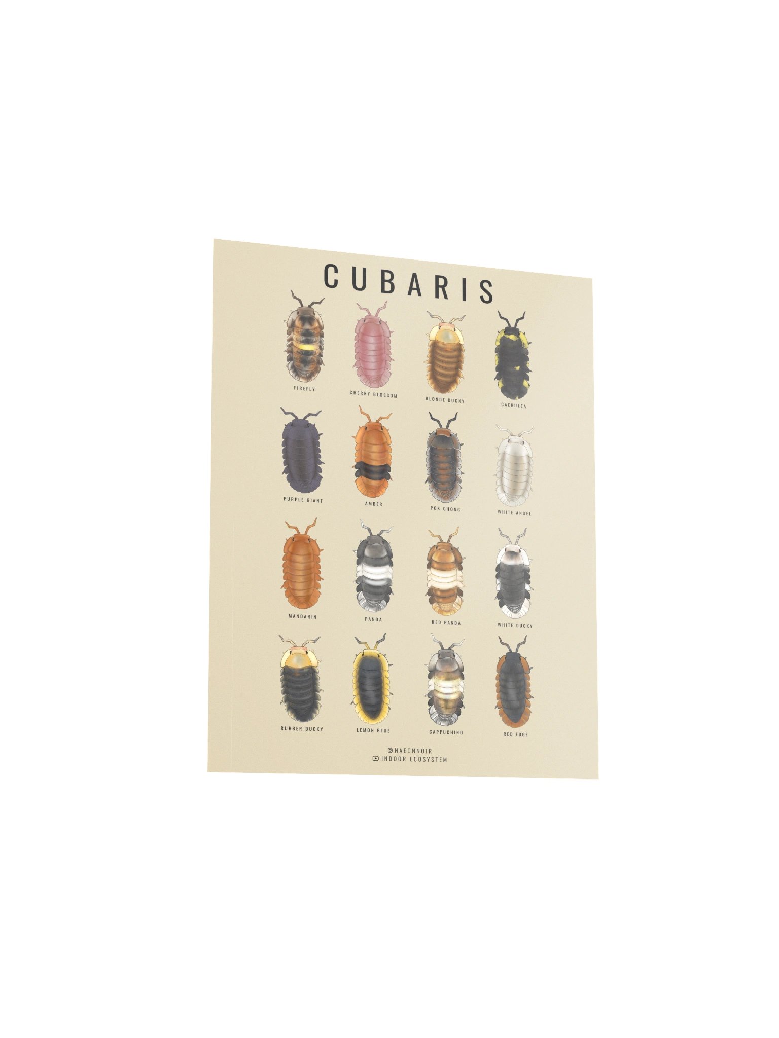 CUBARIS ISOPODS POSTER (CREAM) product image (3)