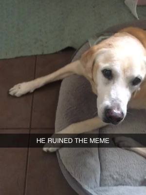 Did you even taste it, my guy? He always ruined my memes… #lab #PetsOfTikTok #dogsoftiktok #yellowlab 