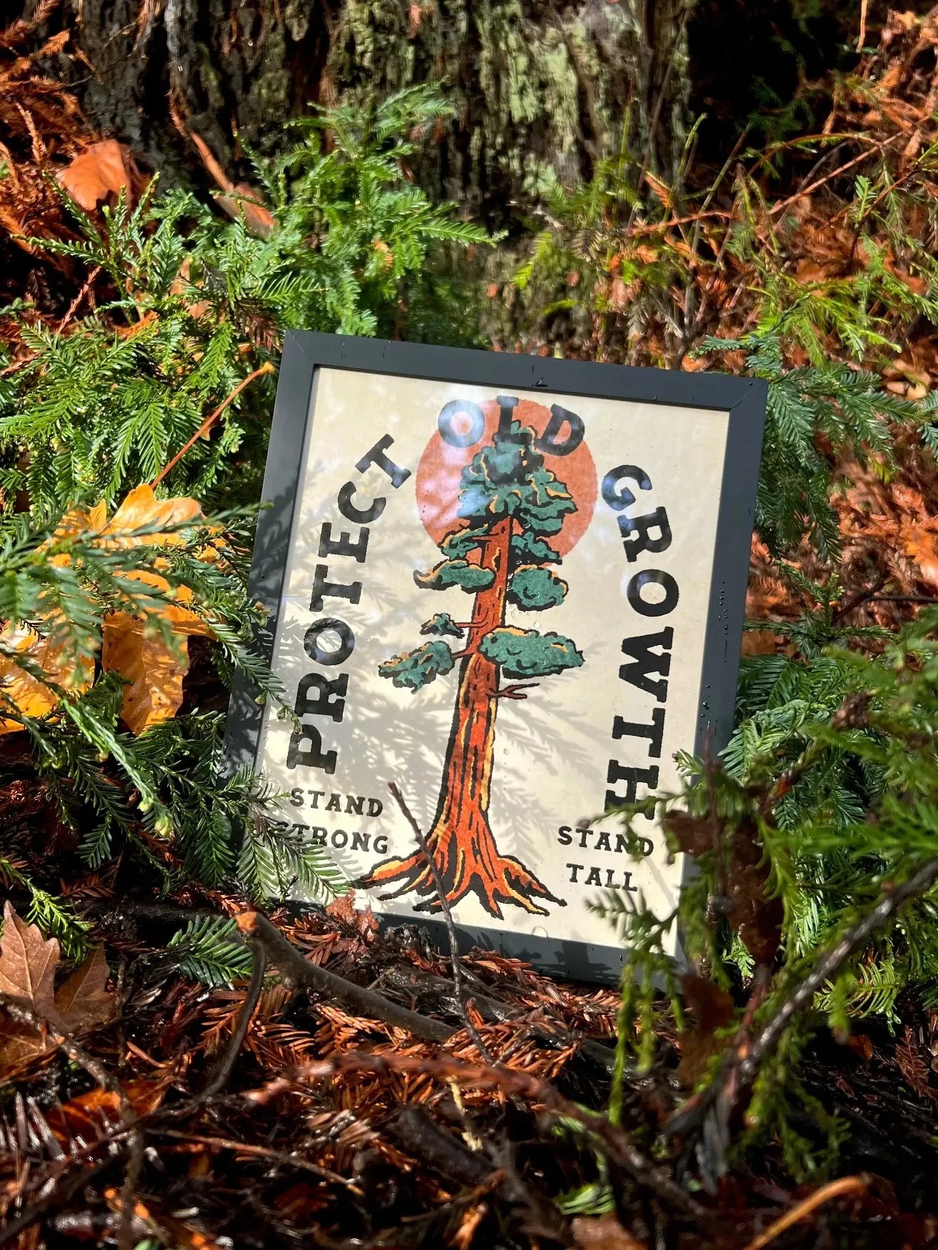 Protect Old Growth - Sequoia sempervirens Print product image (1)