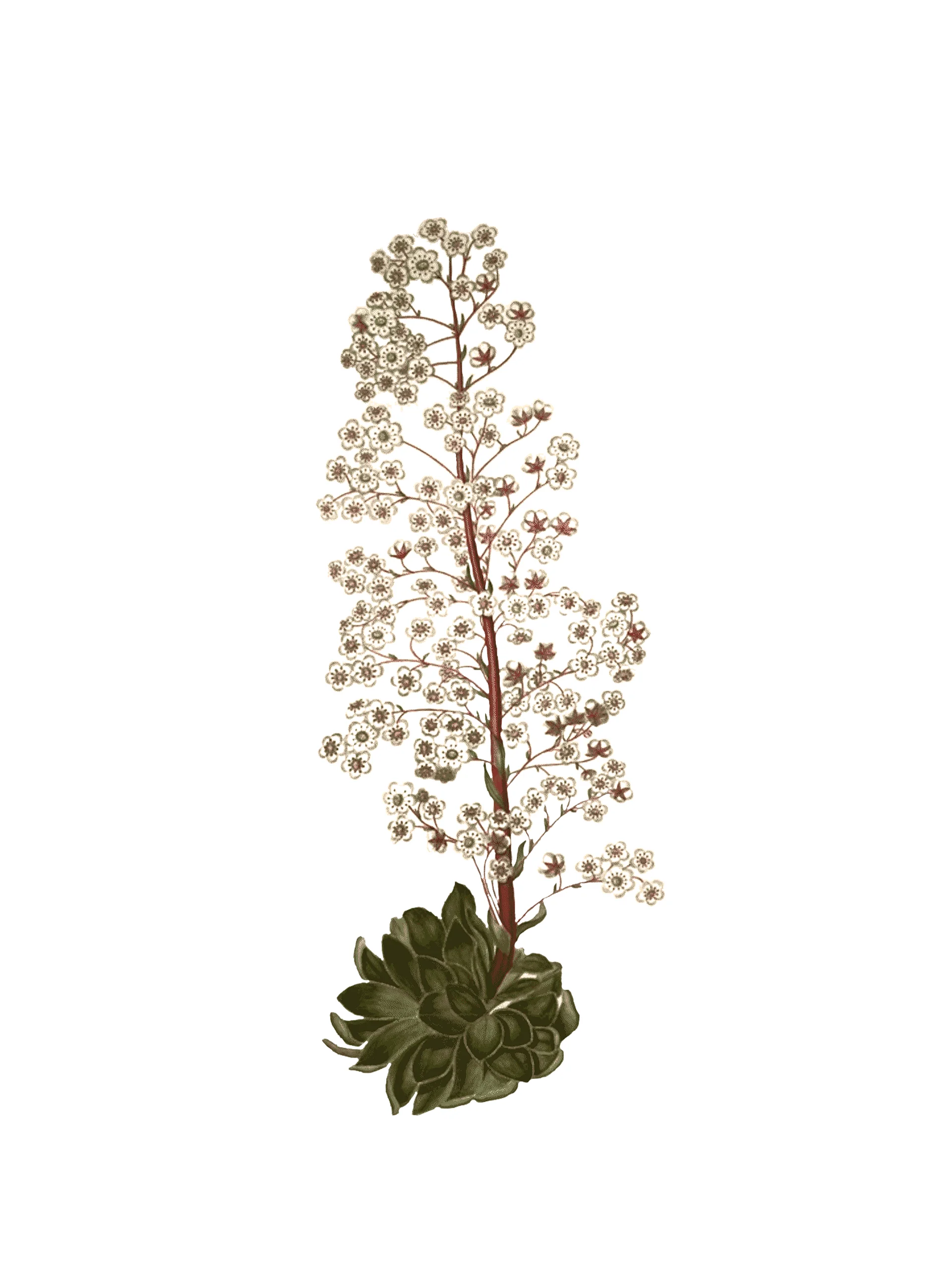 Bergfrueflagg i vektorisert fil product image (1)