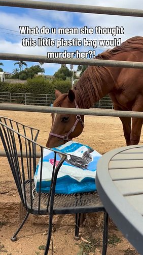 She’s scared of it, but also wants the crumbs inside 😂 #horse #sillyhorse #dumorfeed #snacks