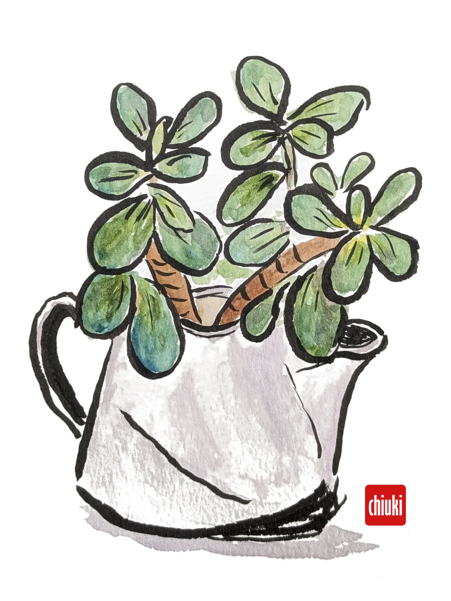 Jade Plant product image (1)