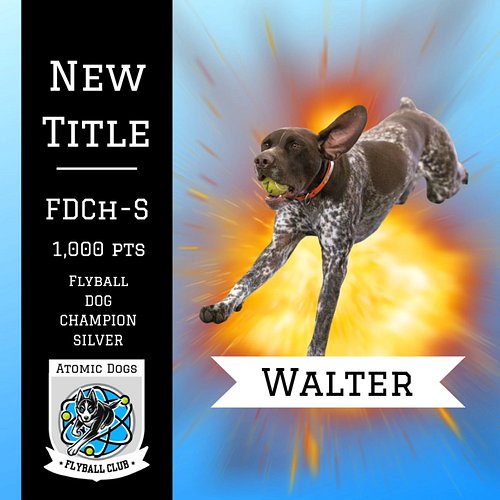 Walter coming in on FIRE with a NEW TITLE 🔥🔥🔥 Earning his Flyball Dog Champion- Silver with 1,000 racing points in NAFA 🏁
~
H...