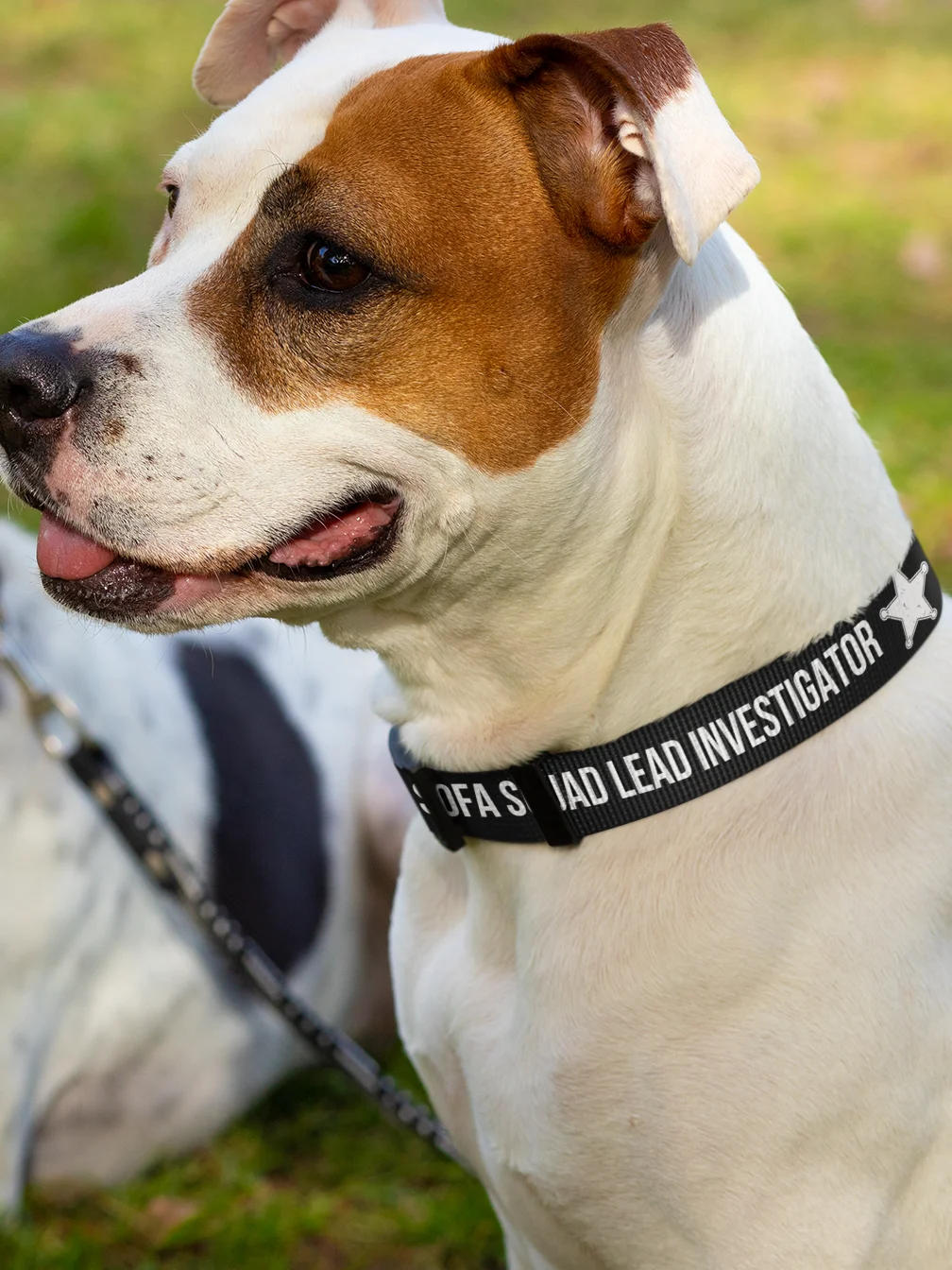 Sofa Squad Lead Investigator Dog Collar product image (5)
