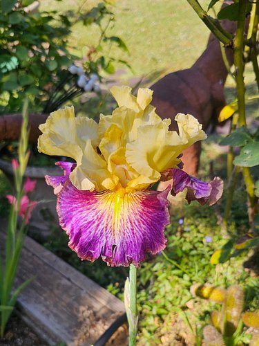 I'll be honest.... I don't even remember if we HAD April showers, but the May flowers are POPPIN in the garden right now