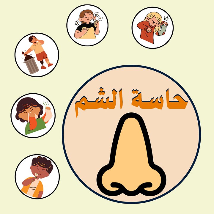 ملائمة الأعمال للحاسة المُستخدمة | الحواس الخمس - pdf product image (2)