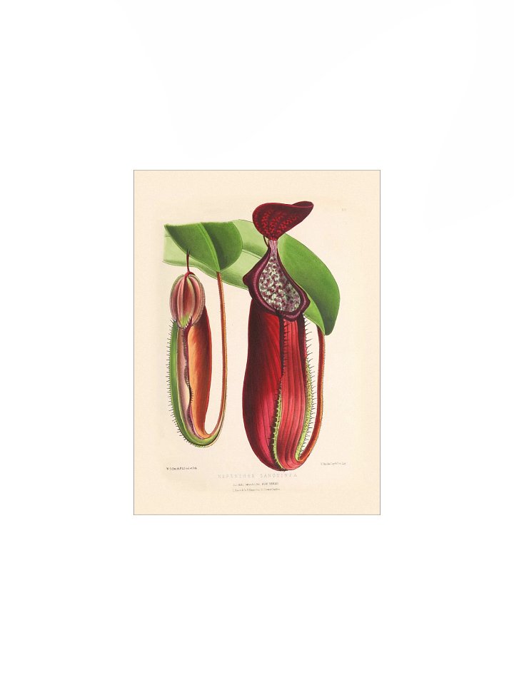 Pitcher Plant Vintage Botanical Illustration product image (1)