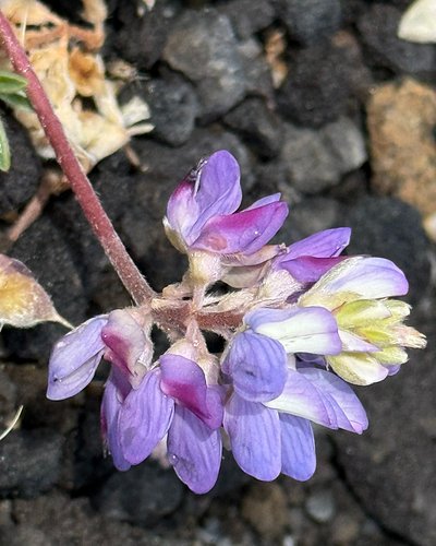 Lupinus lepidus var. lobbii, dwarf lupine, is in the Fabaceae, the pea family. This species is very small and will grow at al...