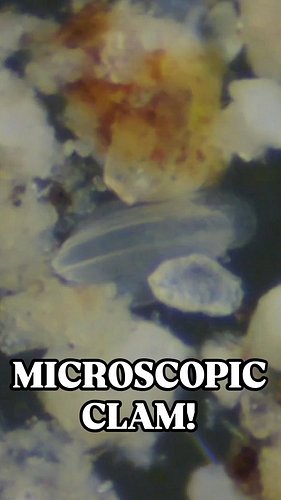 We found a baby clam!! Clams are born at a whopping 0.003 inches small - that's thinner than a human hair!

#microscopy #micr...