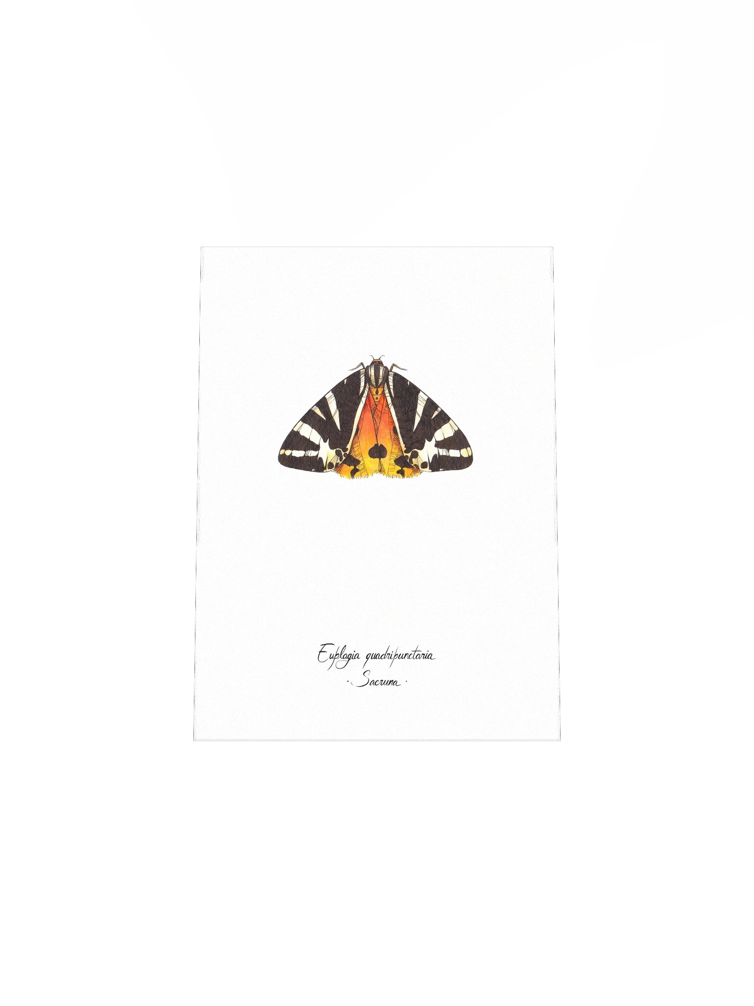 Euplagia Quadripunctaria • Print product image (7)