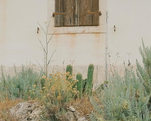Dalmatian flora 🌿
.
.
#softminimalism #portra400 #landscapearchitecture #35mm #architecturephotographer #fujifilm #fujifilmx1...