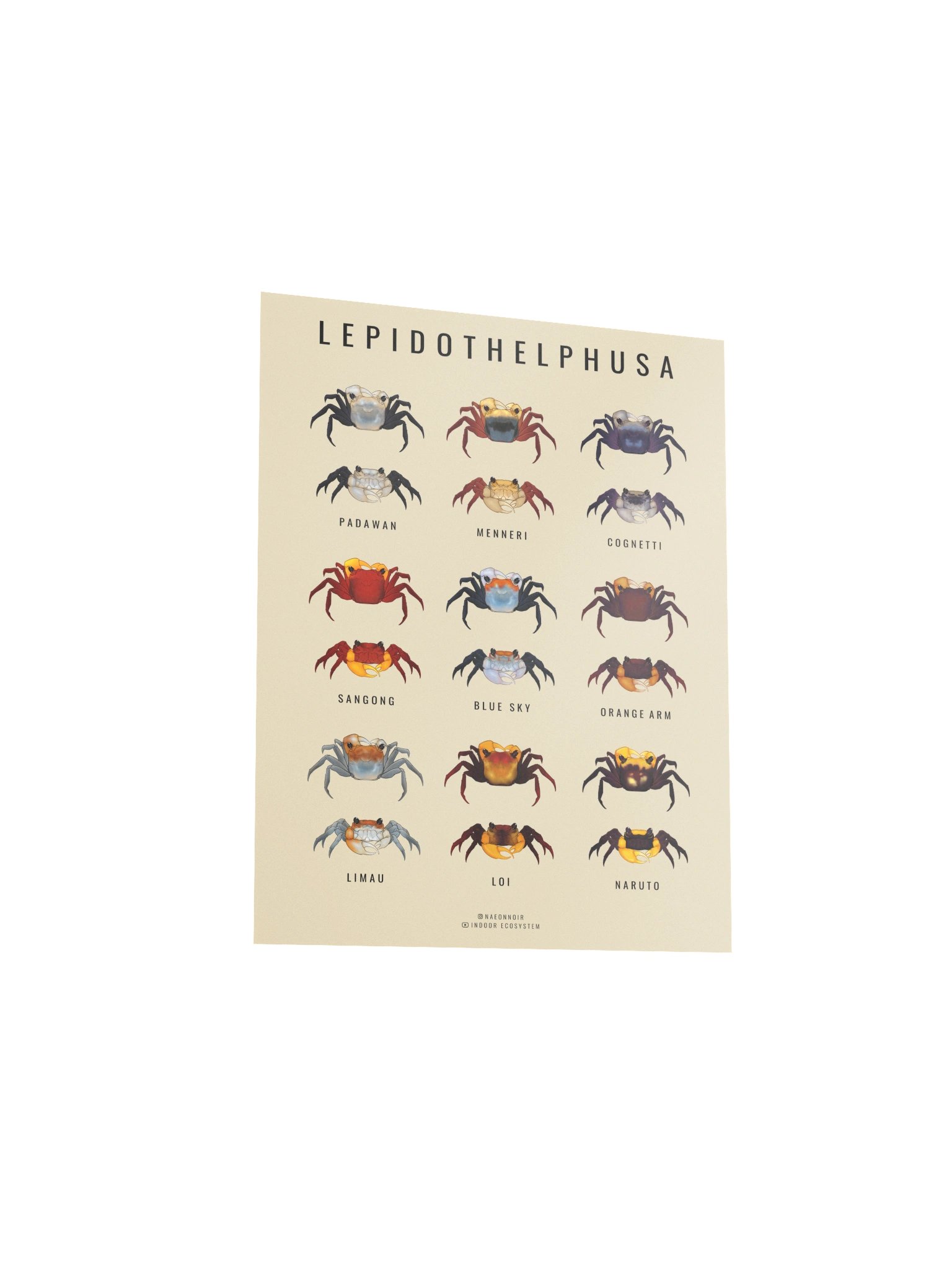 LEPIDOTHELPHUSA BORNEO CRAB POSTER (CREAM) product image (3)