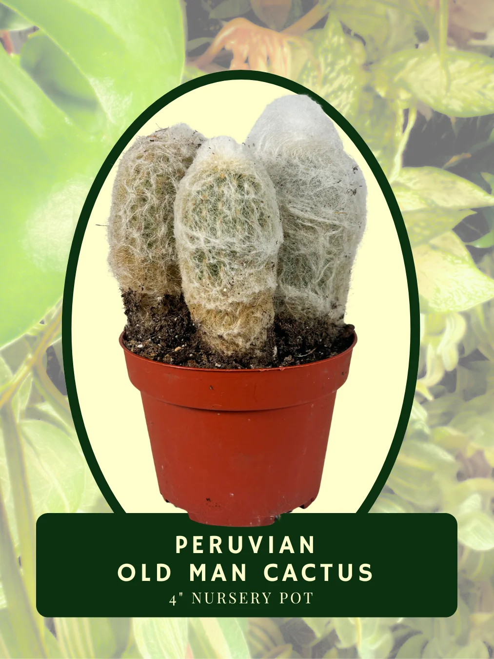 Peruvian Old Man Cactus product image (1)