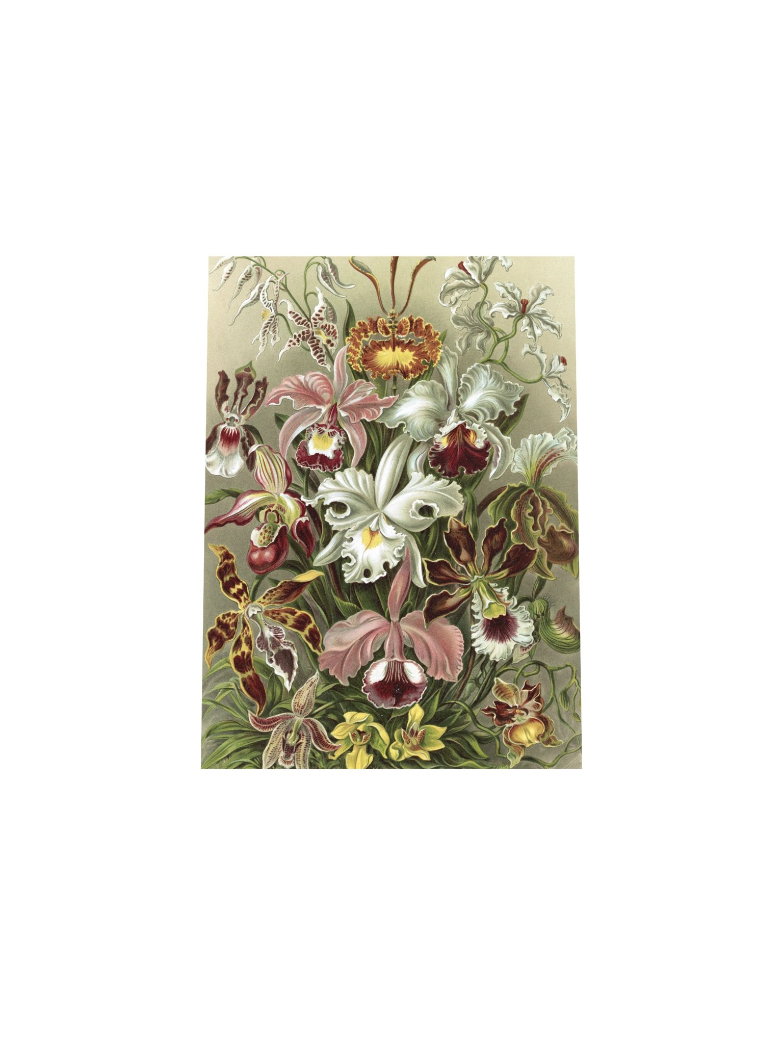 Orchids Antique Botanical Art Print product image (10)