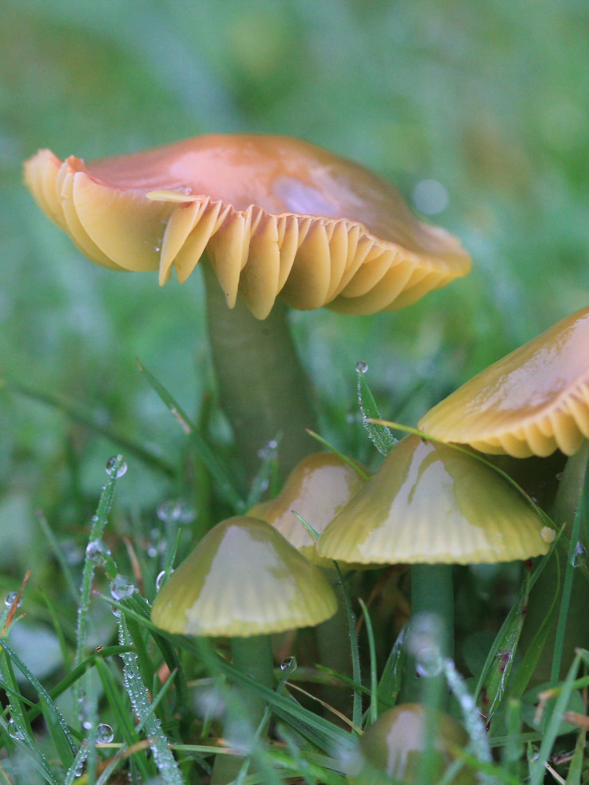 Fungi Image Collection product image (10)