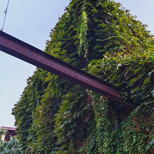 Unele fațade se ascund de ochii trecătorilor și fac echipă cu vegetația ce se reînnoiește an de an. #bucharest #building #hou...