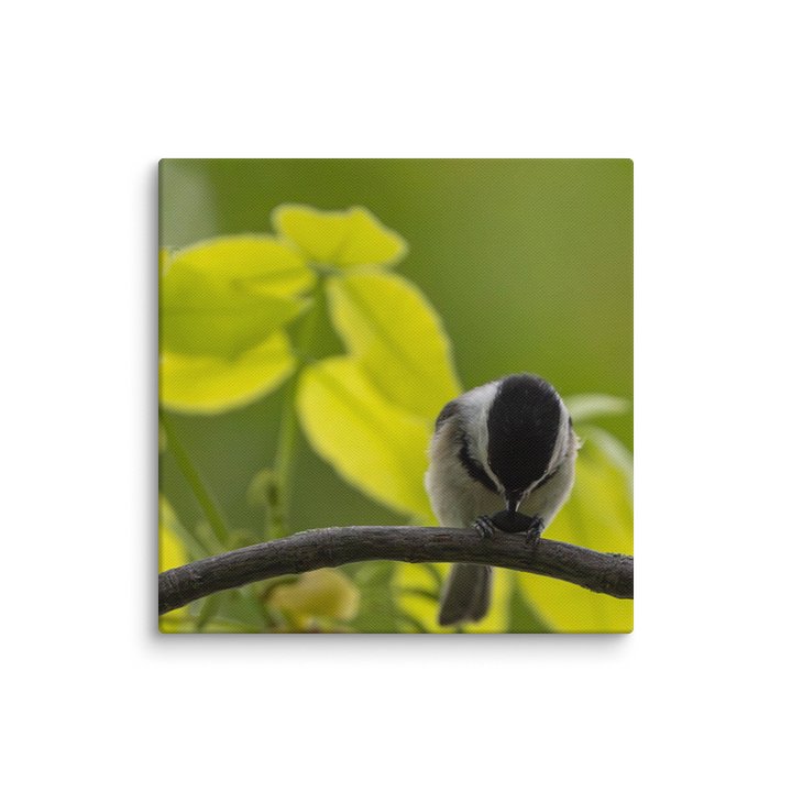Chickadee with Seed product image (22)